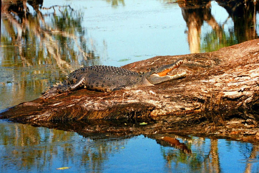 kakadu saltwater crocodile