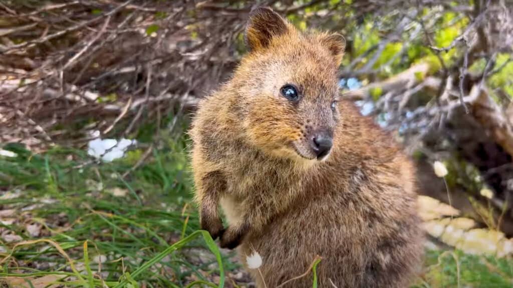Rottnest Island - Is the Quokka the World's Cutest Animal? 7